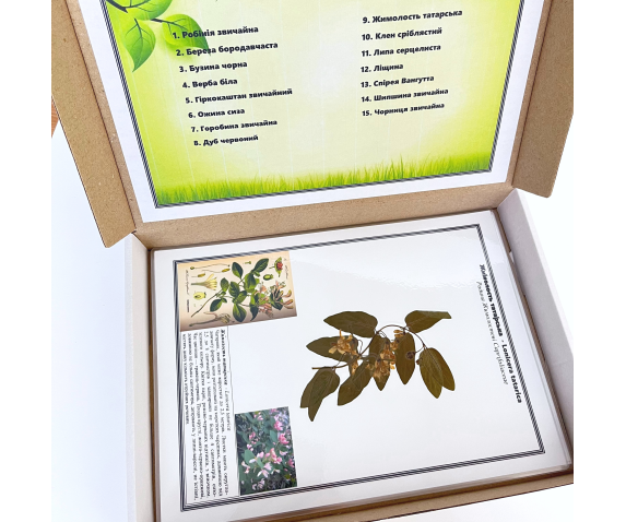 Гербарії. Листяні дерева та кущі