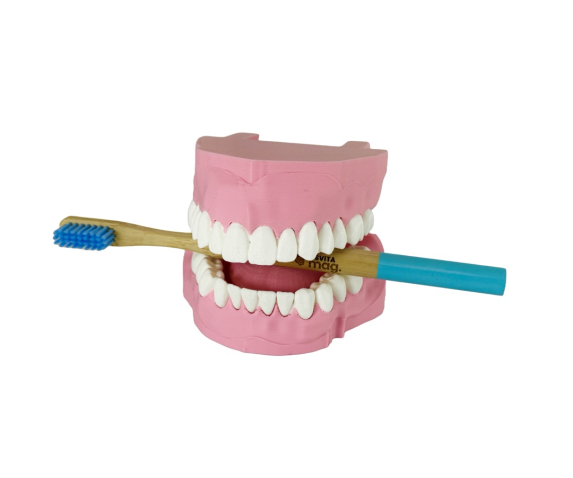 Навчальна модель “Гігієна зубів”