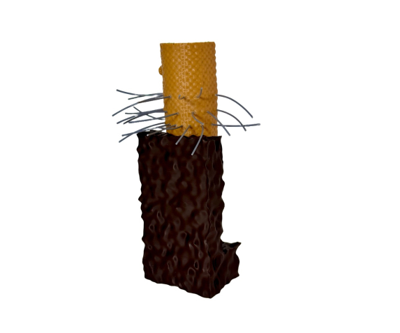 Обʼємна модель. Повздовжній розтин кореня