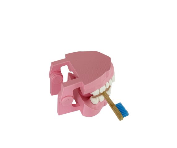 Навчальна модель “Гігієна зубів”