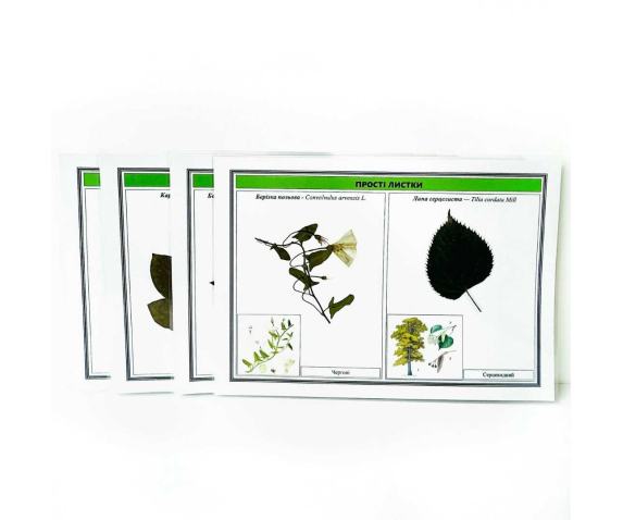 Гербарій "Різноманітність листків"