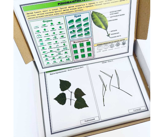 Гербарій "Різноманітність листків"