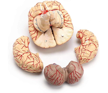 Обʼємна модель. Будова мозку