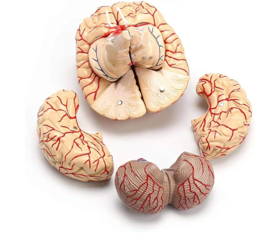 Обʼємна модель. Будова мозку