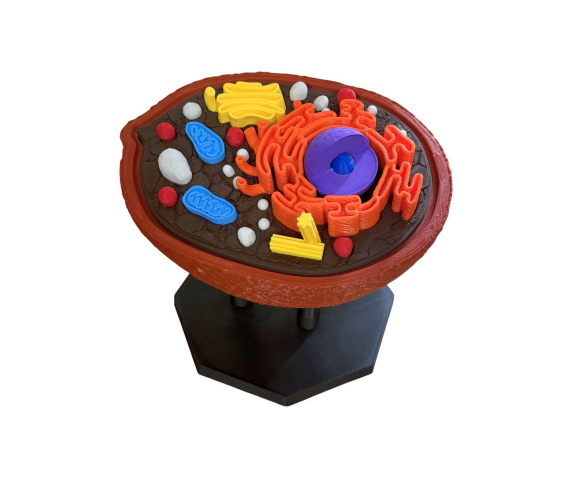 Об’ємна демонстраційна модель “Клітина тварини”