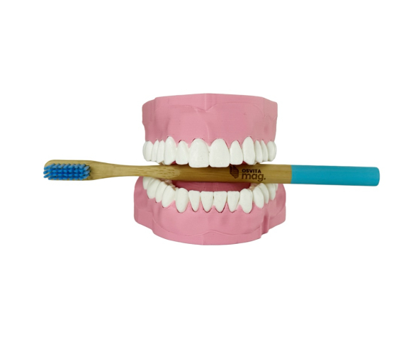 Навчальна модель “Гігієна зубів”
