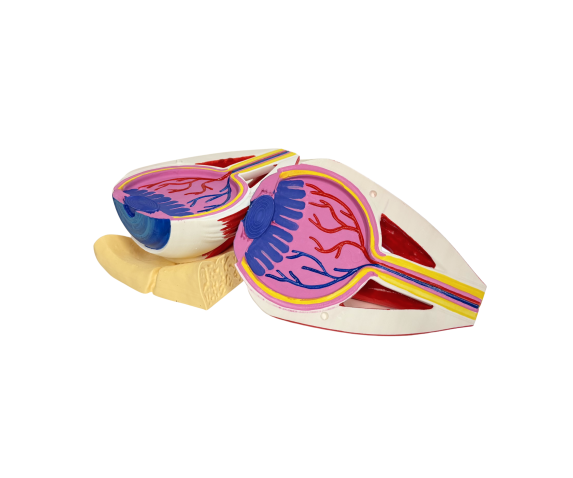 Обʼємна модель. Око людини з відтворенням внутрішньої будови тип 2