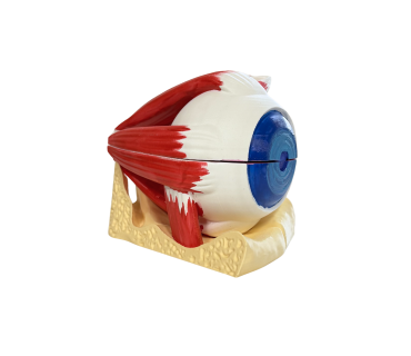 Обʼємна модель. Око людини з відтворенням вну...