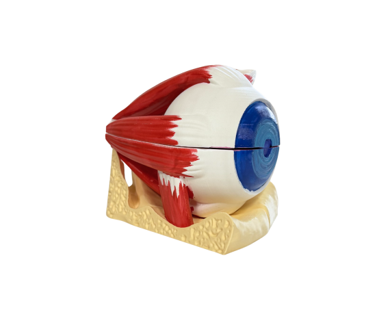 Обʼємна модель. Око людини з відтворенням внутрішньої будови тип 2