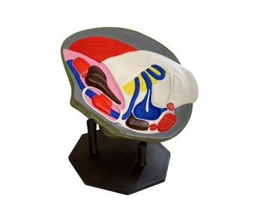 Обʼємна модель. Беззубка