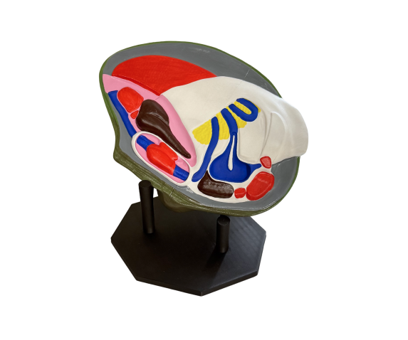 Обʼємна модель. Беззубка