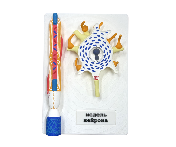 Обʼємна модель. Будова нейрона
