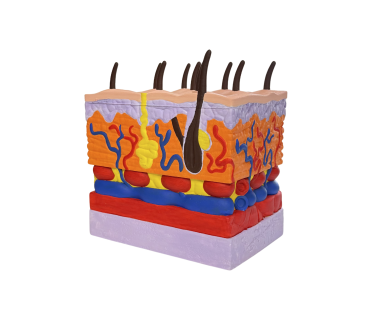 Обʼємна модель. Будова шкіри людини