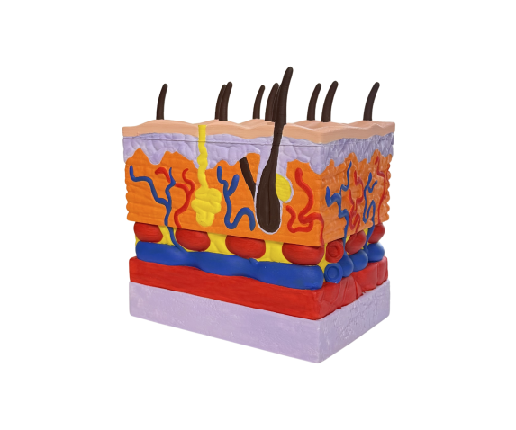 Обʼємна модель. Будова шкіри людини