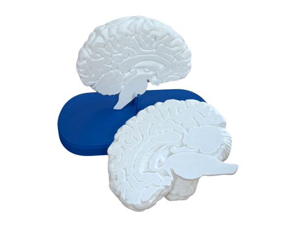 Модель “Головний мозок людини”