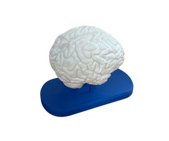Модель “Головний мозок людини”