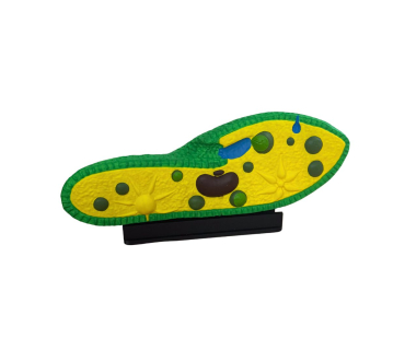 Обʼємна модель. Інфузорія Туфелька