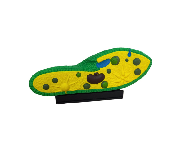 Обʼємна модель. Інфузорія Туфелька