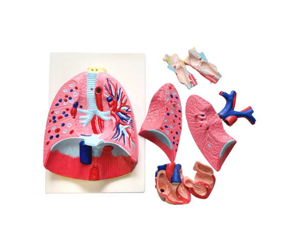 Обʼємна модель. Легені