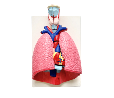 Обʼємна модель. Легені