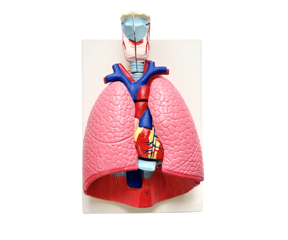 Обʼємна модель. Легені