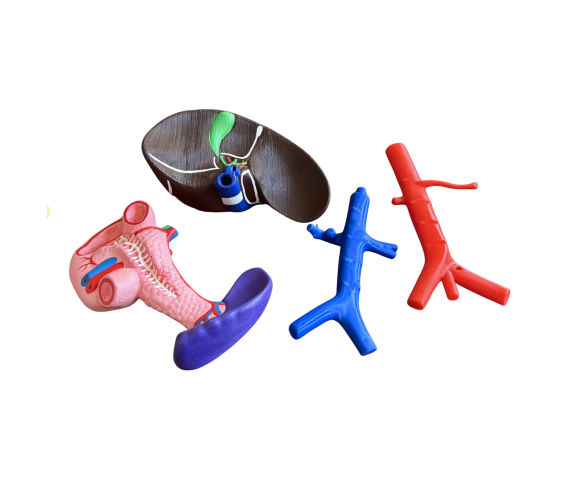 Обʼємна модель. Печінка людини тип 1