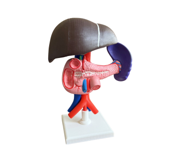 Обʼємна модель. Печінка людини тип 1