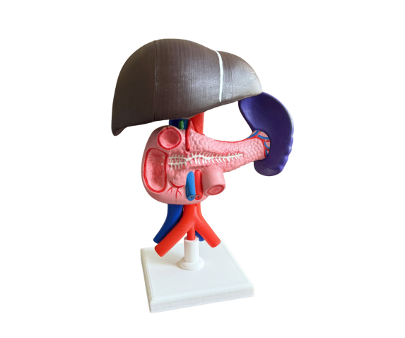 Обʼємна модель. Печінка людини тип 1