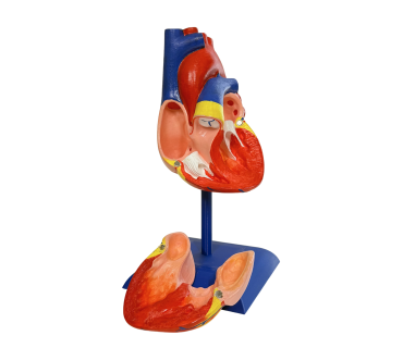 Обʼємна модель. Серце людини