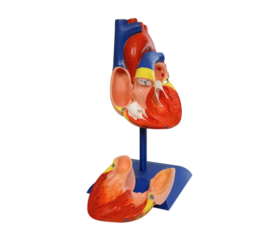 Обʼємна модель. Серце людини