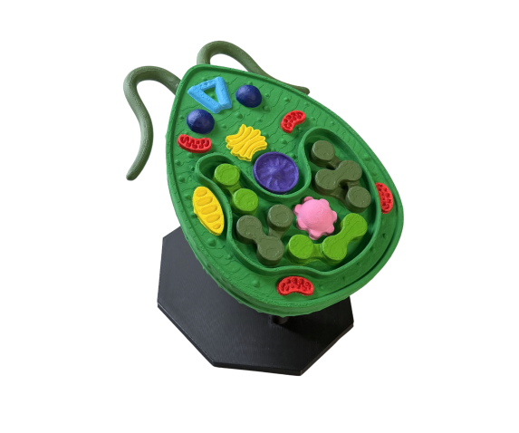 Обʼємна модель. Хламідомонада