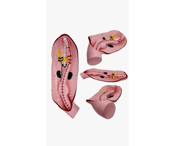 Обʼємна модель. Дощовий червʼяк