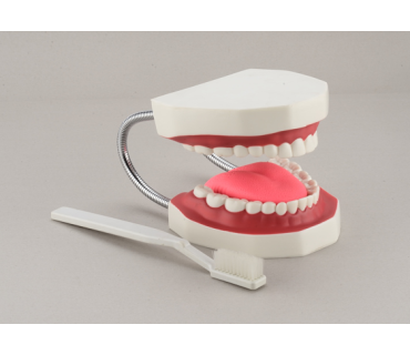 Обʼємна модель. Верхня та нижня щелепи людини (гігієна зубів)