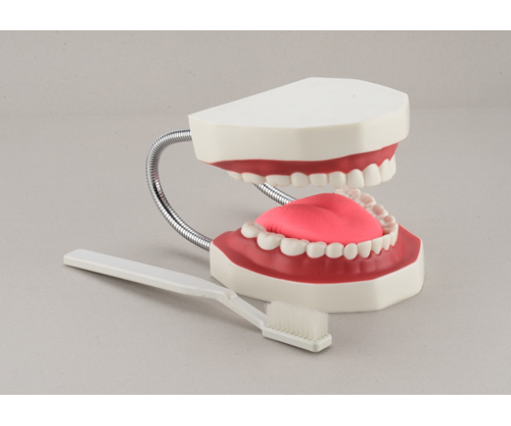 Обʼємна модель. Верхня та нижня щелепи людини (гігієна зубів)
