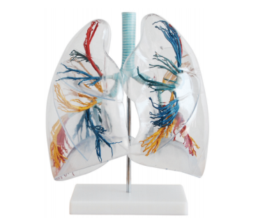 Обʼємна модель. Легені з бронхіальним деревом...