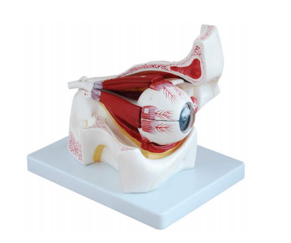 Обʼємна модель. Око людини з відтворенням внутрішньої будови тип 1