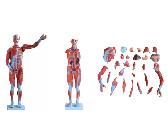 Обʼємна модель. Скелет людини з мʼязами 80 см