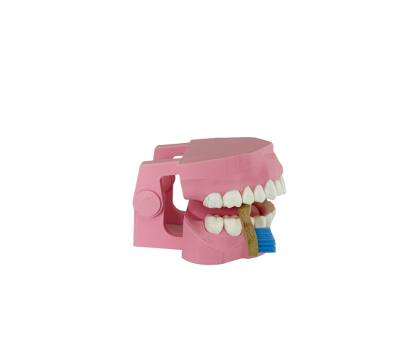 Навчальна модель “Гігієна зубів”