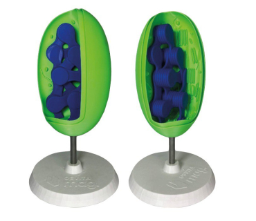 Обʼємна модель. Хлоропласт