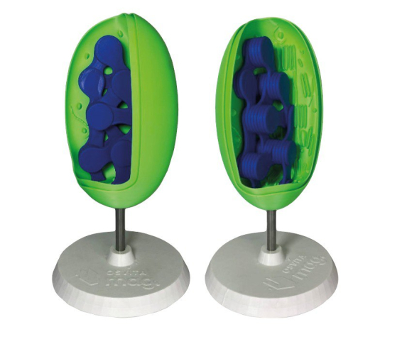 Обʼємна модель. Хлоропласт