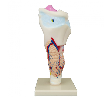 Обʼємна модель. Гортань людини