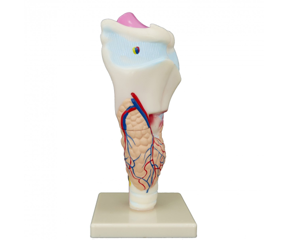 Обʼємна модель. Гортань людини