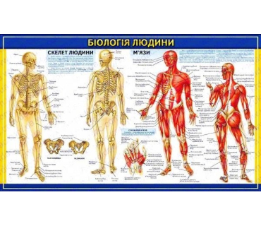 Біологія людини