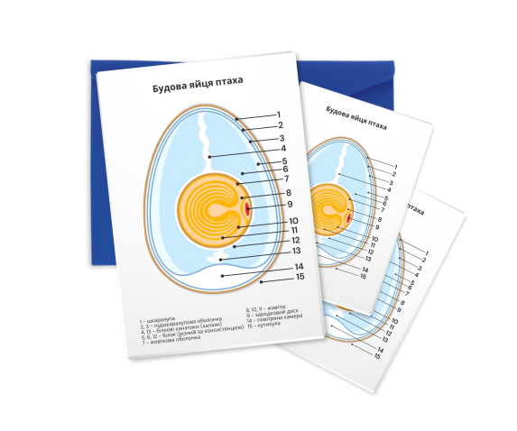 Друкований посібник "Будова яйця птаха"