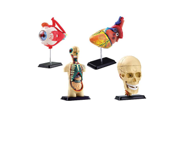 Обʼємна модель. Тіло людини (набір з 4 міні-м...