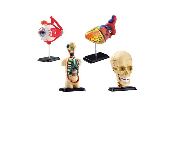 Обʼємна модель. Тіло людини (набір з 4 міні-моделей)