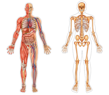 Обʼємна модель. Будова тіла людини на магнітн...