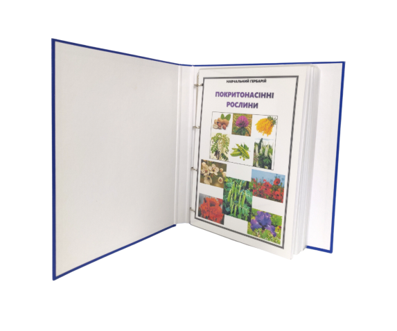 Гербарій «Відділ Покритонасінні (за родинами)»