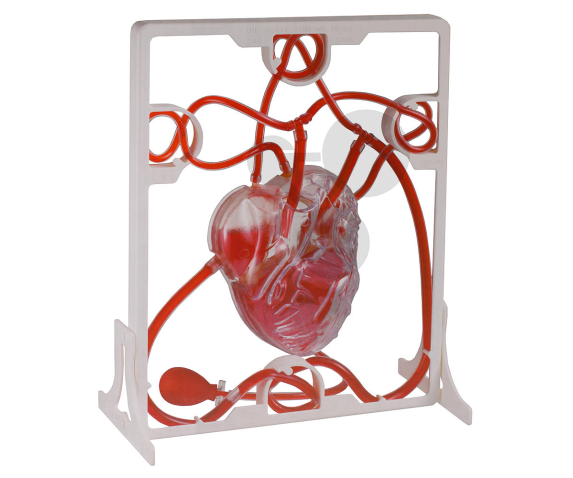 Обʼємна модель. Людське серце (інтерактивна демонстраційна модель)