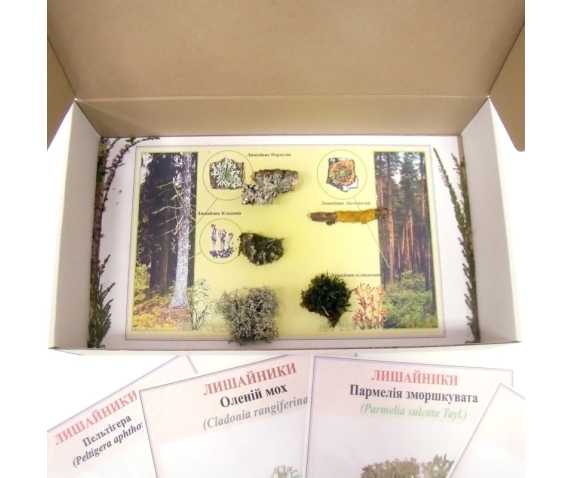Гербарій. Лишайники